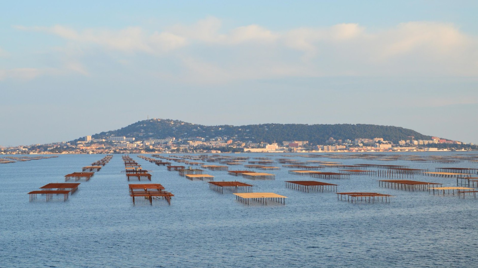 Tables d'élevage d'huîtres alignées sur une lagune, comme celles de l'étang de Thau près de Mèze
